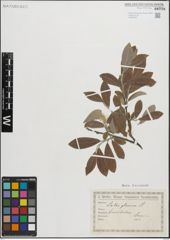 Foto von Salix glauca L.